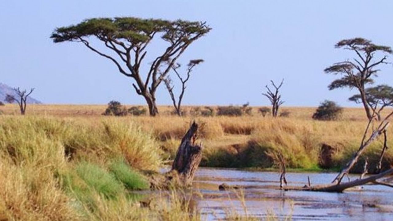 Serengeti ne demek? Serengeti Milli Parkı nerede, hangi ülkede?