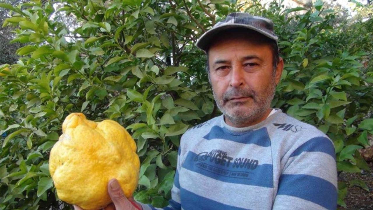 Türkiye’nin en büyük limonu 2 kilo 40 gram