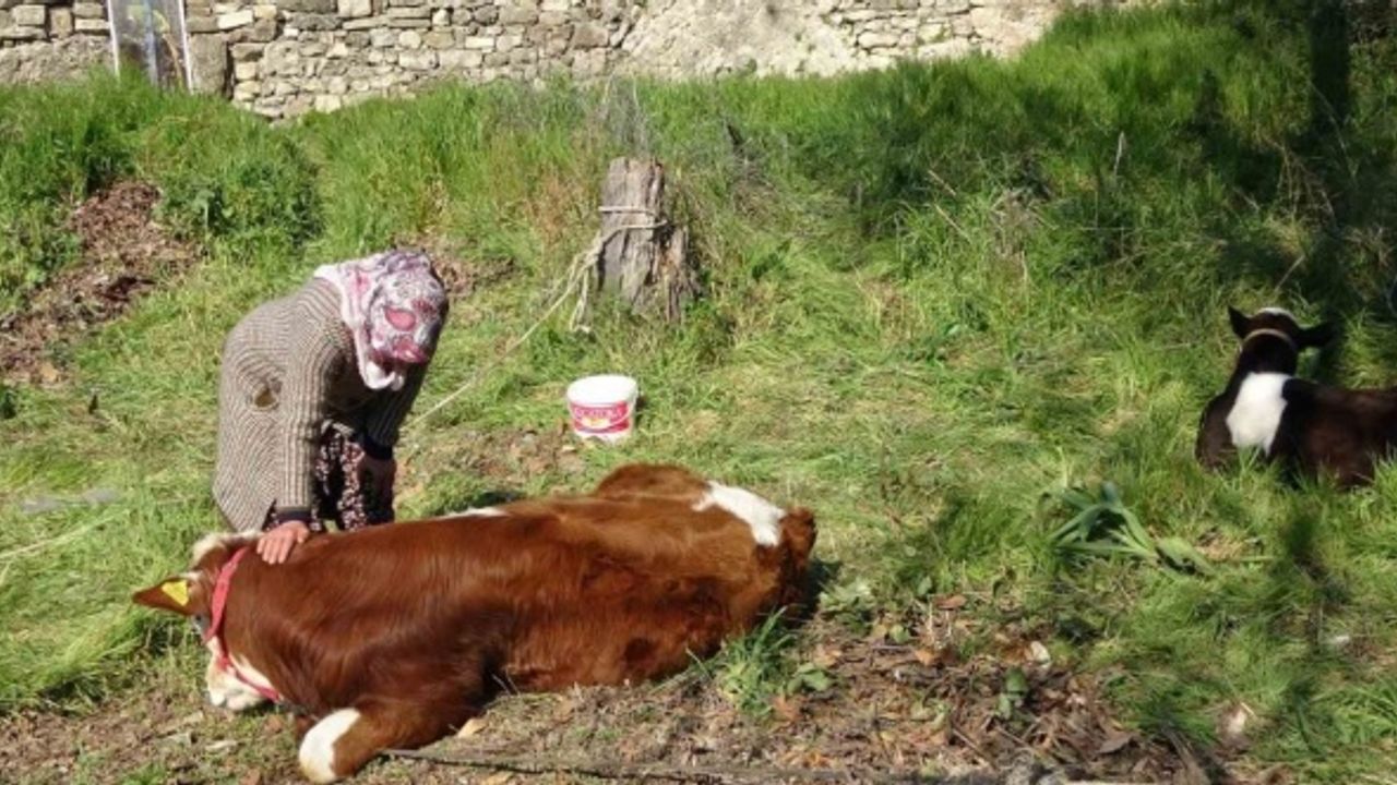 Depremzede kadın ‘hayat arkadaşım’ dediği ineklerini geride bırakmadı