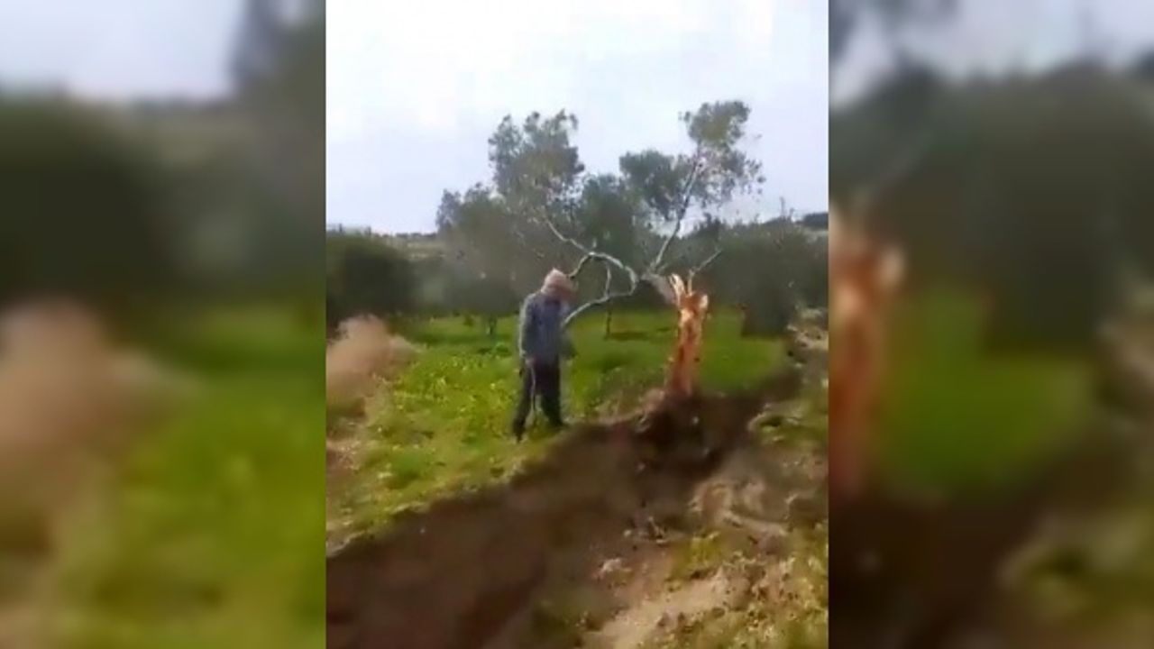 Fay ikiye böldüğü ağacı 10 metre taşıdı