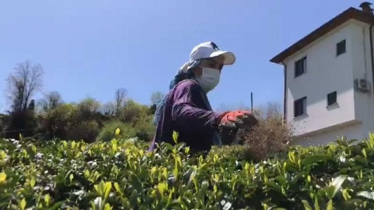Doğu Karadeniz’de 2023 yılı yaş çay sezonu hazırlıkları başladı