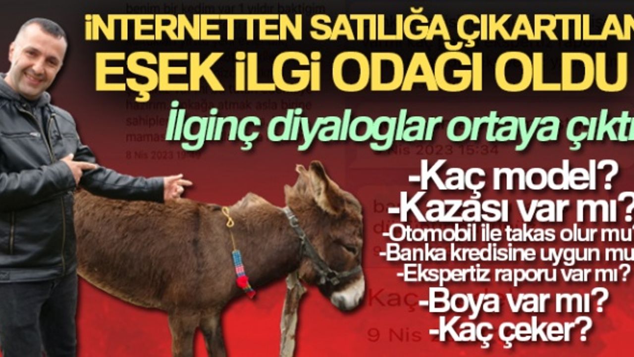 Pendik'te, internetten 7 bin 500 TL'ye satışa çıkarılan eşek ilgi odağı oldu