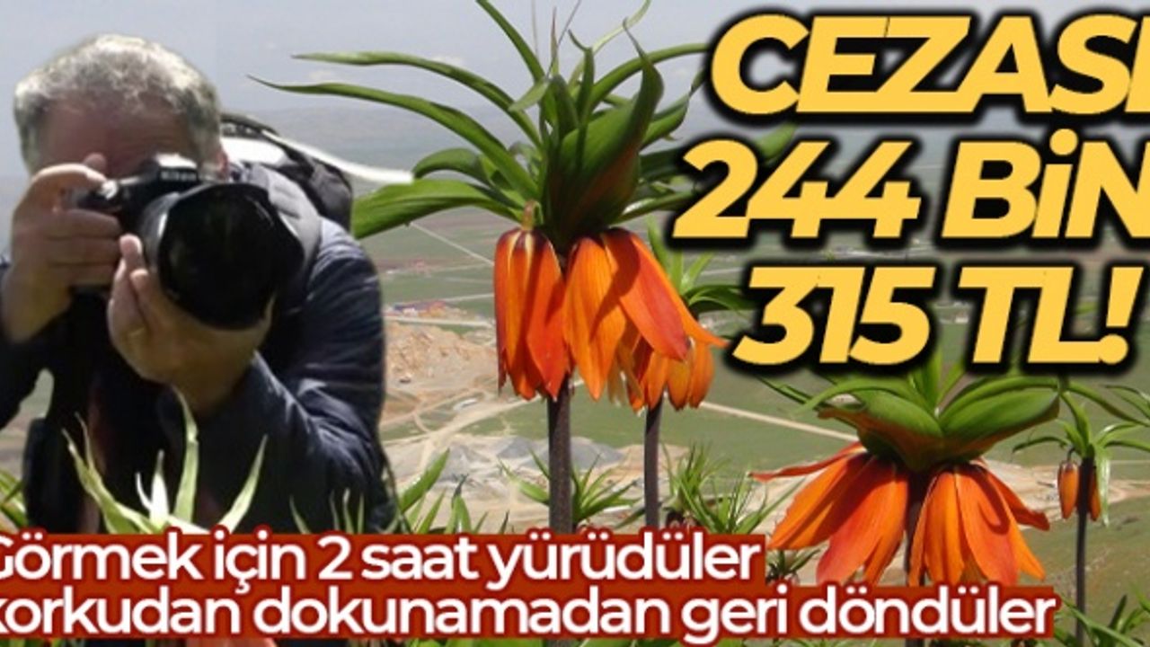 Görmek için 2 saat yürüdüler, korkudan dokunamadan geri döndüler