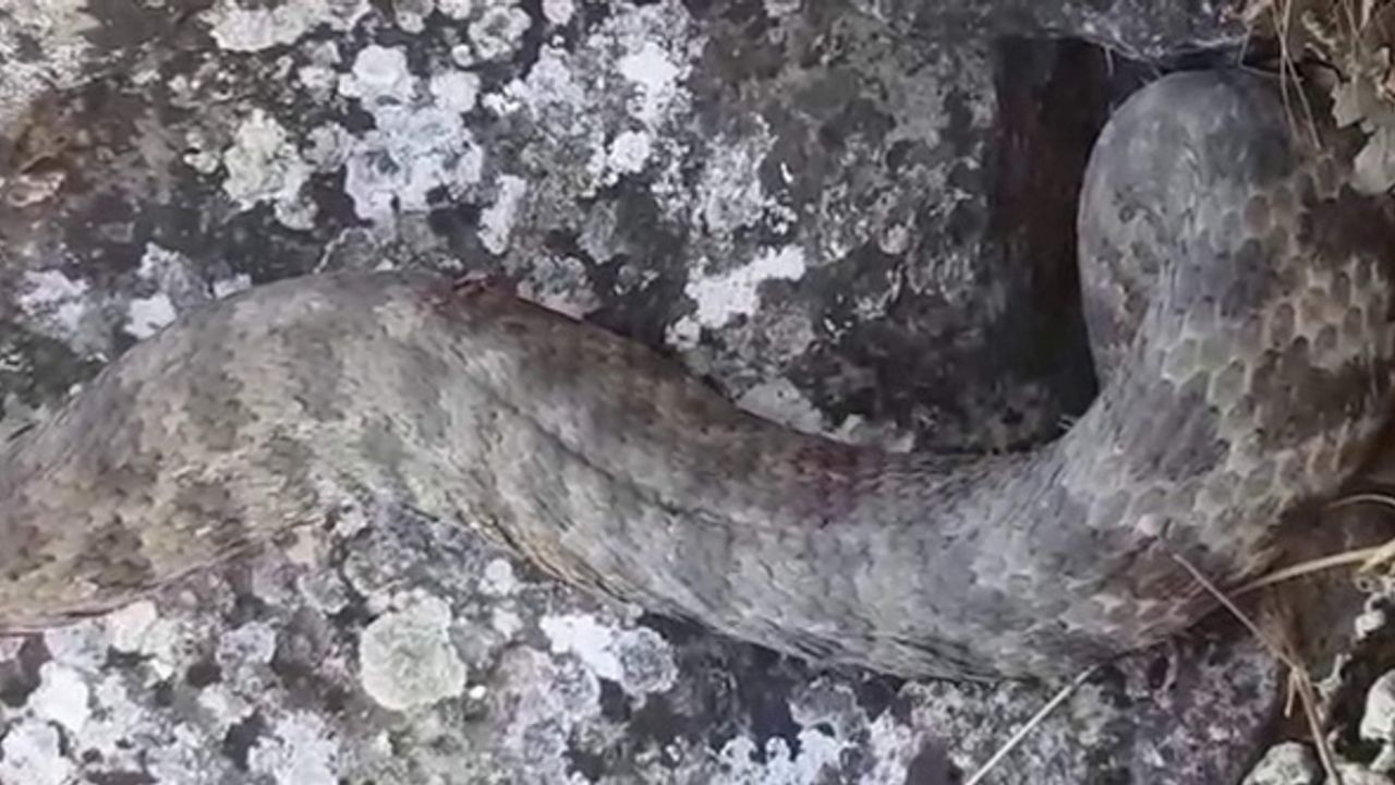 Siirt’te evde görülen yılan paniğe neden oldu