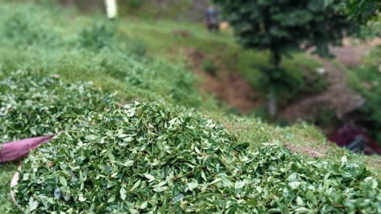 Çay toplamaya gidenleri taşıyan kamyonet şarampole uçtu: 3 yaralı