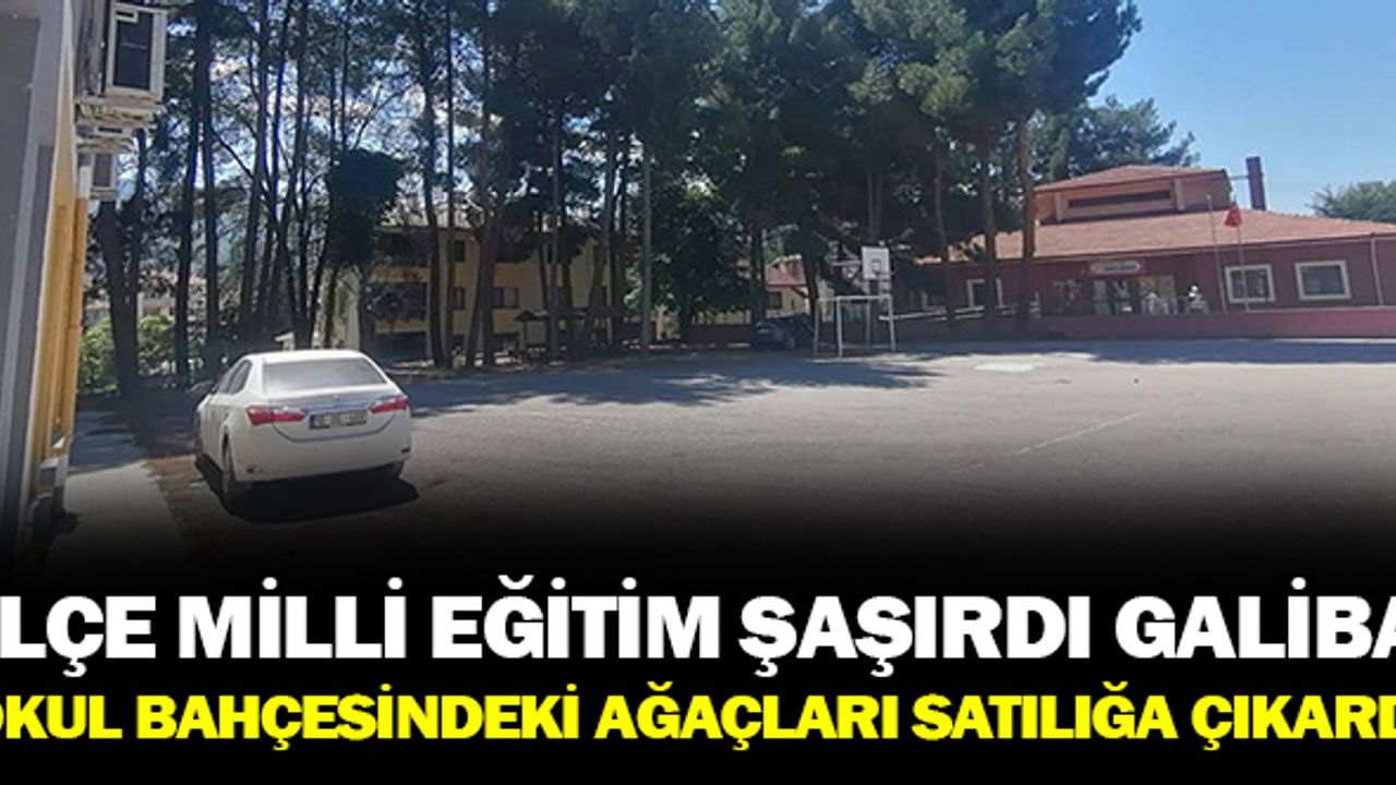 İlçe Milli Eğitim Müdürlüğü Okuldaki Ağaçları Satıyor!