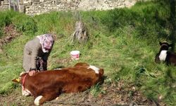 Depremzede kadın ‘hayat arkadaşım’ dediği ineklerini geride bırakmadı