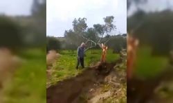 Fay ikiye böldüğü ağacı 10 metre taşıdı
