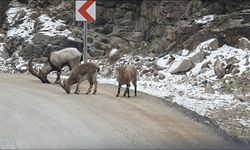 Buzlanmayı önlemek için yola dökülen tuzlar dağ keçilerine yaradı