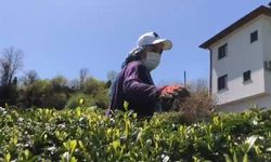 Doğu Karadeniz’de 2023 yılı yaş çay sezonu hazırlıkları başladı