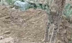 Nesli tükenme tehlikesi altında olan vaşak kamerada