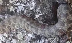 Siirt’te evde görülen yılan paniğe neden oldu