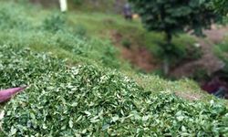 Çay toplamaya gidenleri taşıyan kamyonet şarampole uçtu: 3 yaralı