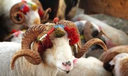 Kurbanlık satış fiyatları belli oldu