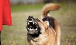Köpeğe tedbir almayan belediyeye yaptırım yolda