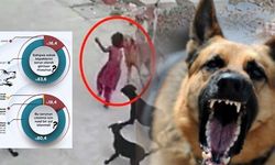 Vatandaş sokakta köpek istemiyor! Başıboş köpekler için sona gelindi