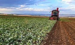 2025 Çiftçi Destek Sorgulama: e-Devlet Nasıl Yapılır?