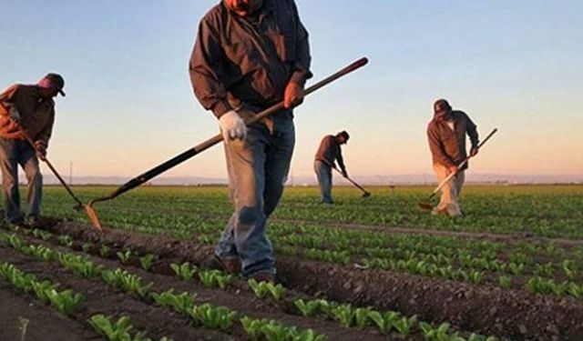 Tarım Bakanlığı'ndan Çiftçiye 865 Milyon TL Destek